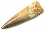 Fossil Spinosaurus Tooth - Real Dinosaur Tooth #357763-1